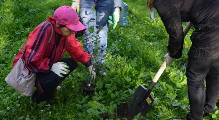 В Кировской области высадили более 13 тысяч новых деревьев