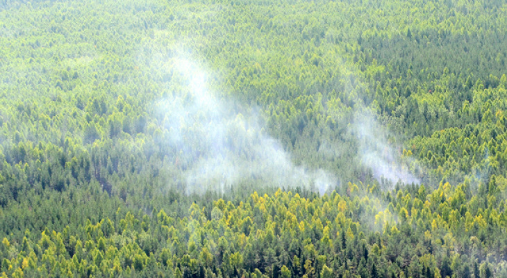Стало известно, в каких районах области больше всего лесных пожаров
