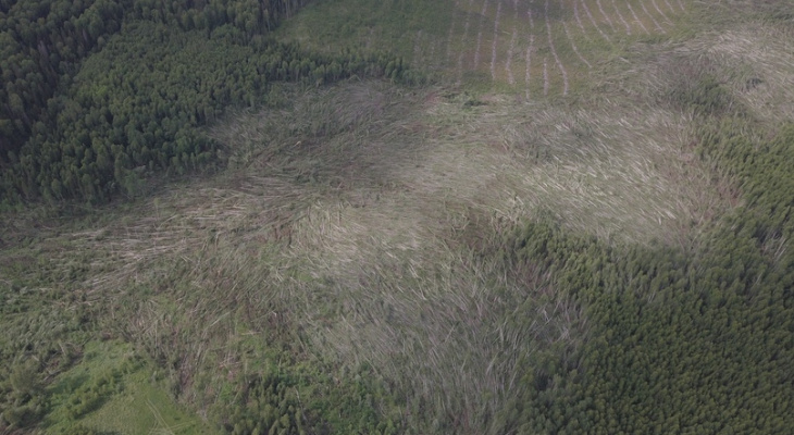Потопы, сломанные деревья и побитый урожай: последствия стихии в Кировской области