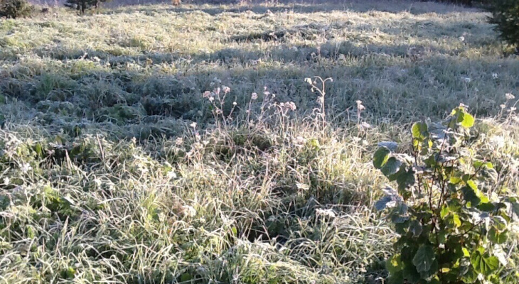 Жители Кировской области сняли на фото первые заморозки