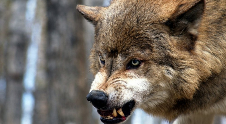 В Кировской области волк начал охотиться рядом с людьми