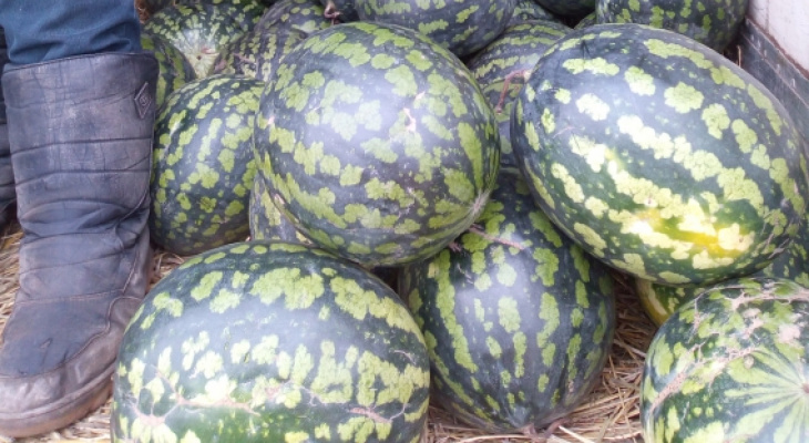 В Кировской области обнаружили две тонны подозрительных арбузов