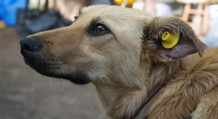 В Кирове бездомным животным «надели» желтые бирки