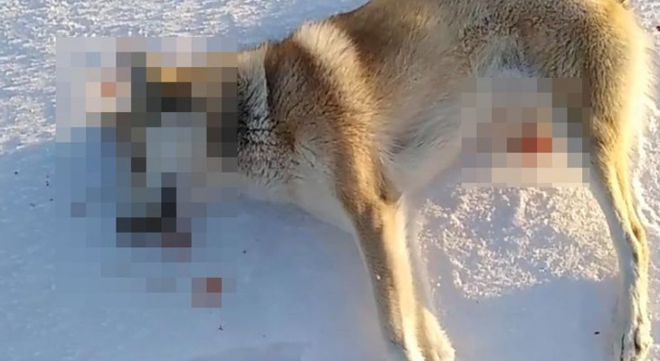 В расстреле собак в Кировской области подозревают депутата Заксобрания