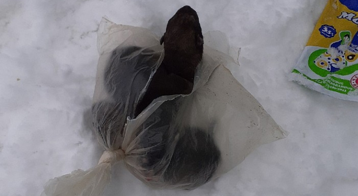 В Омутнинске в мусорном баке нашли пакет со щенками