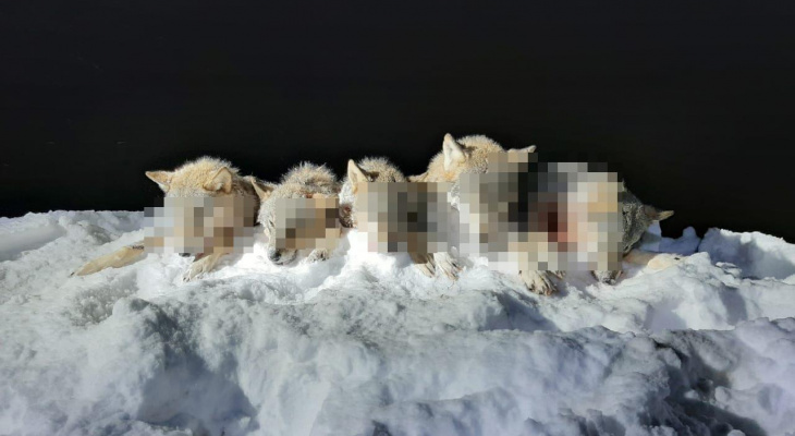 В Кировской области охотники добыли сразу пять волков