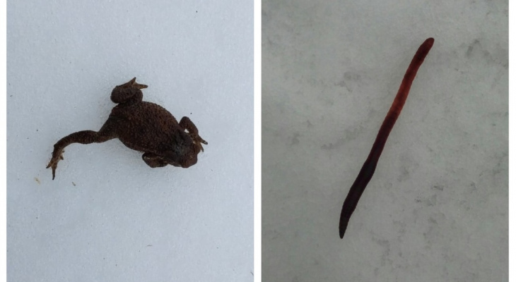 Редкая аномалия: в Кирове в начале марта заметили лягушек, гусениц и дождевых червей