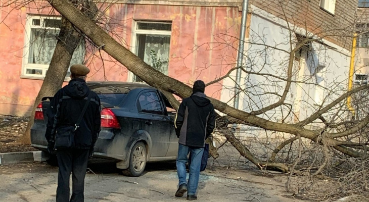 В Кирове дерево упало на припаркованную во дворе машину