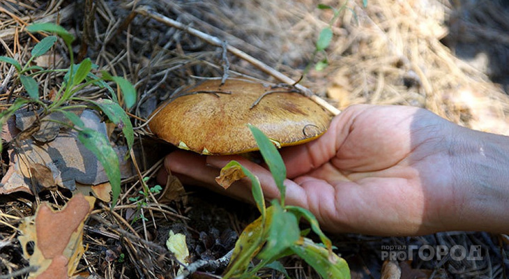Сезон открыт: грибные места в Кировской области