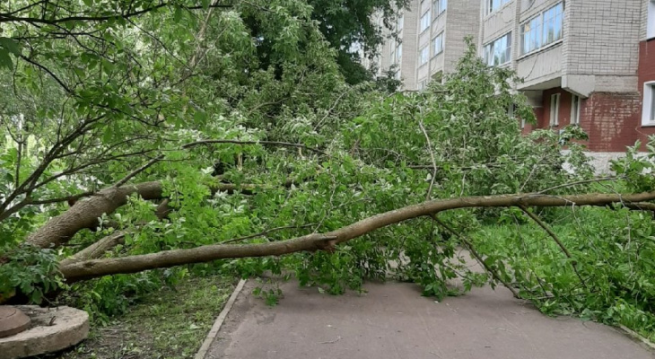 В Кирове из-за сильного ветра упали несколько деревьев