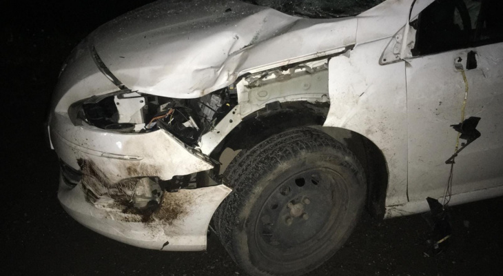 В Кирове водитель Peugeot сбил лося и травмировался сам