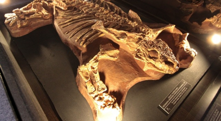 Кировские палеонтологи откопали почти целый скелет парейазавра