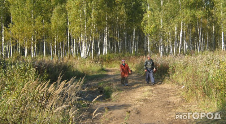 В Кировской области незаконно вырублено 11 тысяч кубометров леса