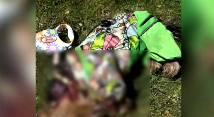 В Кирове алабай напал на женщин с колясками и загрыз их собаку