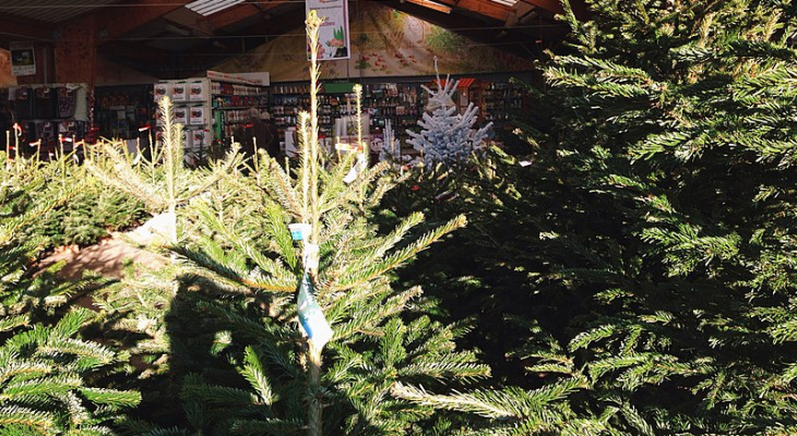 50 тысяч елок из Кировской области отправят на продажу за границу