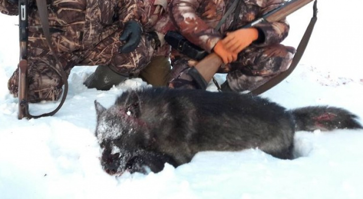 В Кировской области охотники добыли волка-меланиста