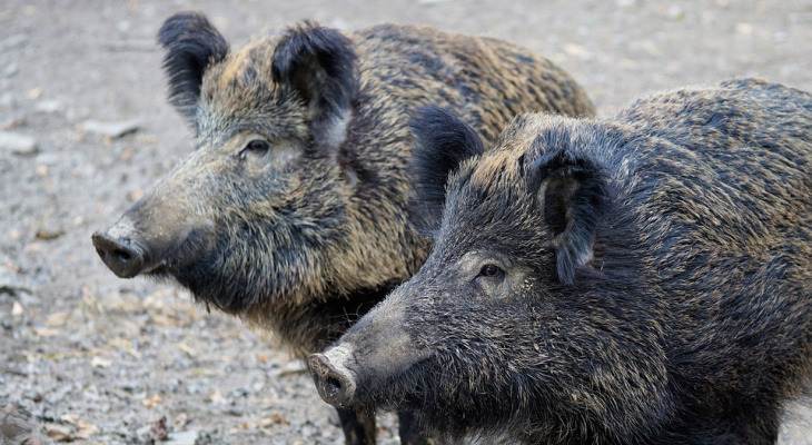 В двух районах Кировской области объявили карантин из-за чумы свиней