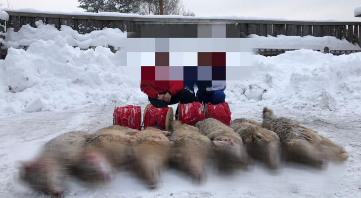 В Кировской области охотники убили стаю из 7 волков