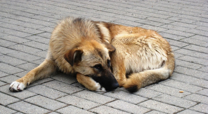 Впервые в России на приюты для животных выделят федеральные средства