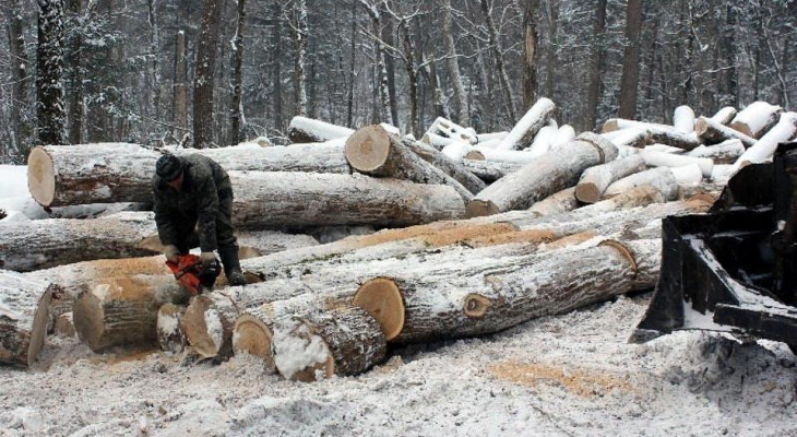 В Кировской области мужчина заплатил более 2 млн рублей за вырубку деревьев
