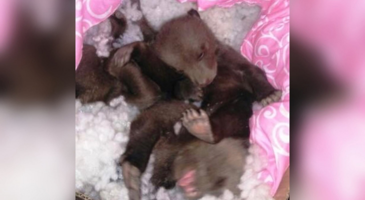 В Кировской области нашли оставленных матерью медвежат