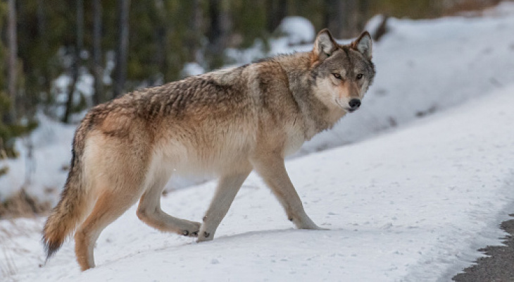 В марте охотники Кировской области добыли 41 волка