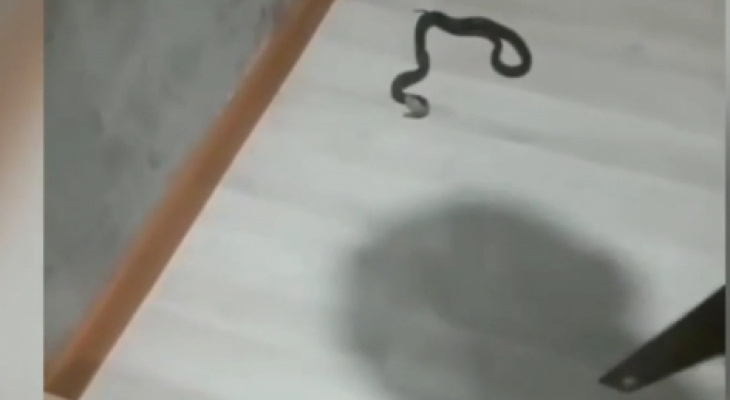 В квартиру жительницы Кировской области заползла змея