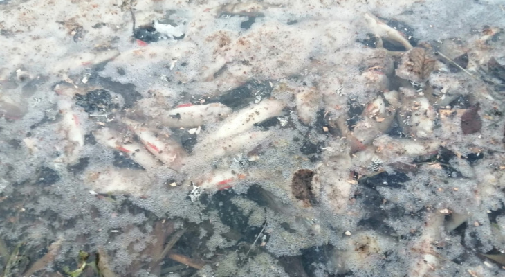 В Кировской области в пруду умерли все рыбы