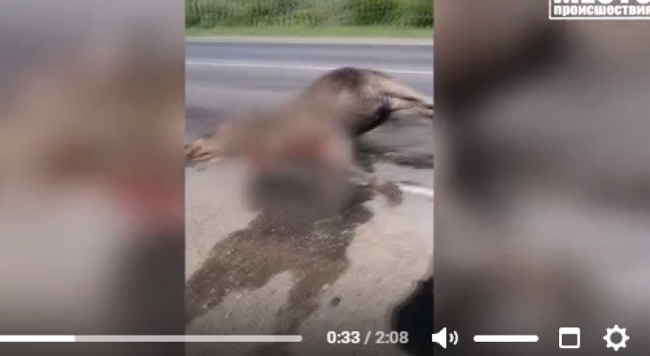 Неизвестный насмерть сбил лося на трассе в Кировской области и скрылся