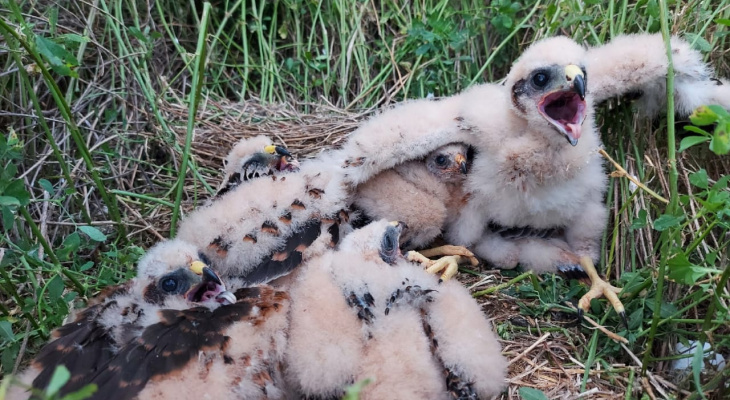 В Малмыжском районе спасли исчезающий вид птиц