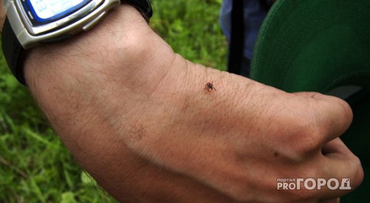 Более 50 жителей Кировской области заразились клещевым энцефалитом