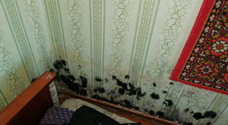 В Кировской области пенсионеры вынуждены жить в квартире с черной плесенью