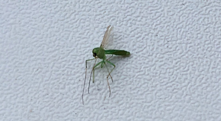 Кировчан встревожило нашествие комаров  ядовито-зеленого цвета