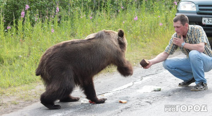 Медведь в Богородском районе мешает жителям ходить на работу
