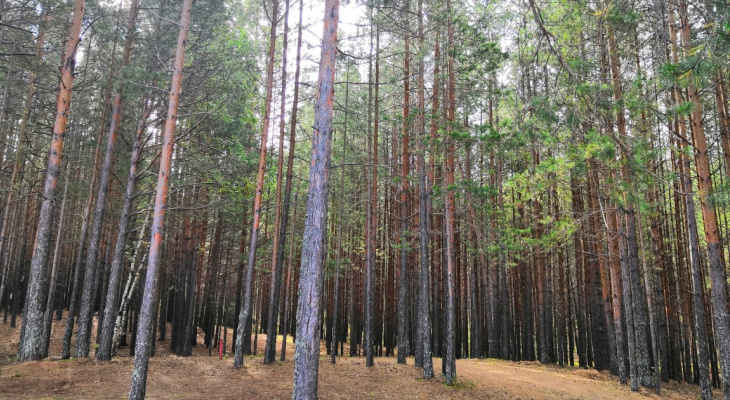 Суд обязал свечинские организации выплатить более миллиона рублей за незаконную вырубку леса