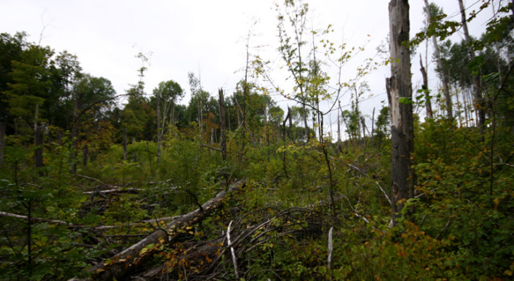 В Кировской области обследуют леса после ветровалов