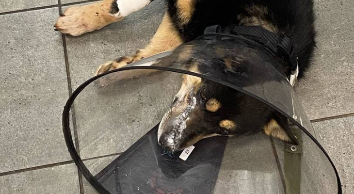 Полиция не завела уголовное дело из-за травмированного газонокосилкой пса в Кировской области