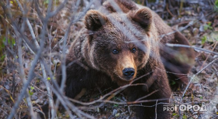 Стало известно, почему медведь в Вятскополянском районе разорвал мужчине лицо