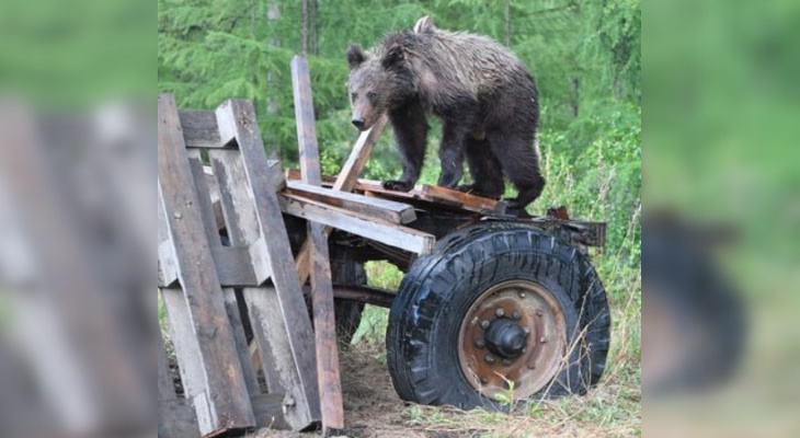 Семейство медведей держит в страхе целый город в Кировской области