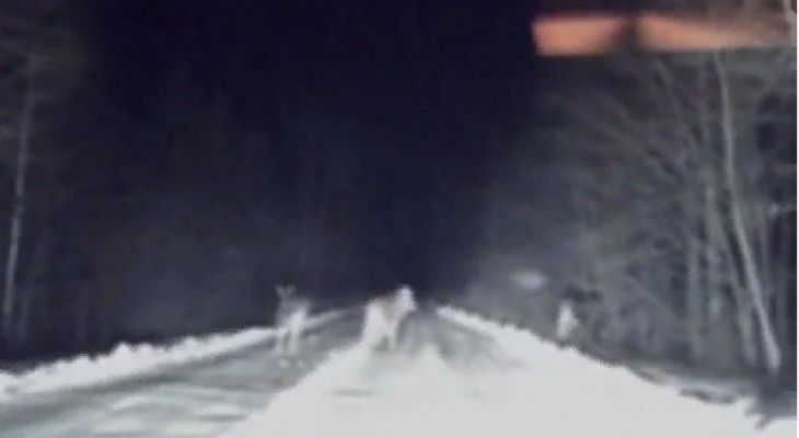 В Кировской области перед машиной на дорогу выбежали три лося