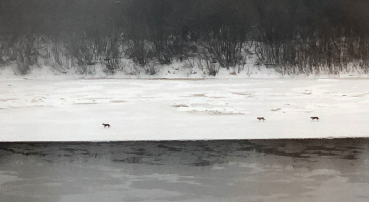 Жители Нововятска засняли у реки животных, напоминающих волков