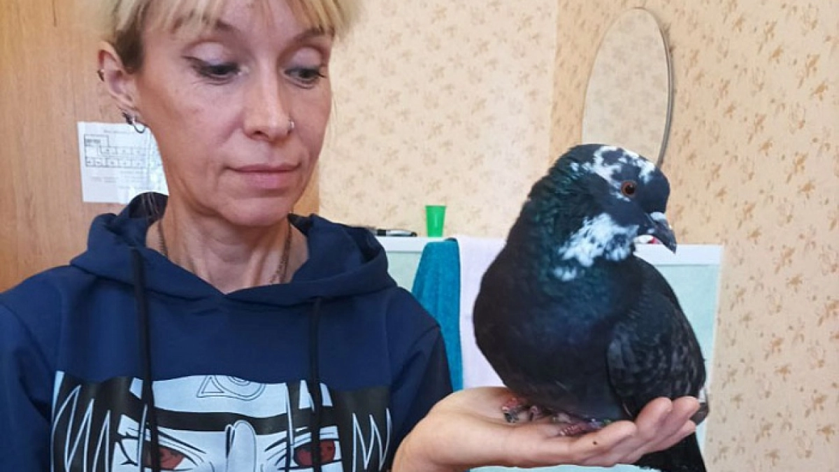 В Киров вместе с семьей беженцев приехали грач, две голубки и кошка