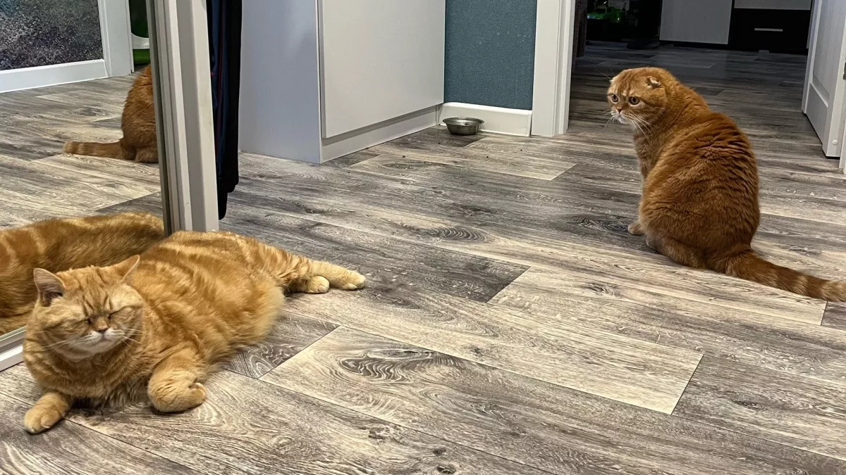 Какие знаки подают кошки перед тем, как в дом постучится беда