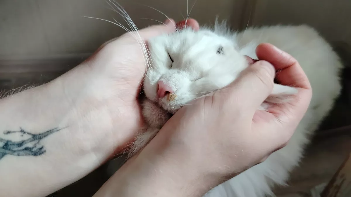 Благодарны ли уличные коты за то, что их забрали домой