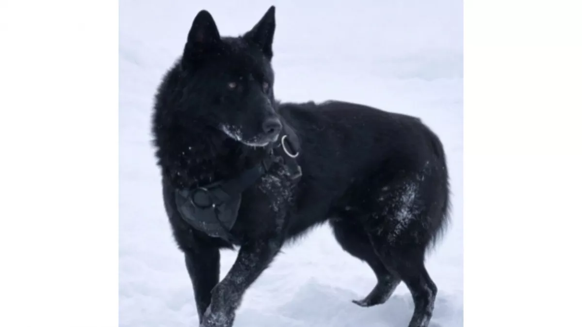 В Кирове полицейские овчарки ищут новых хозяев