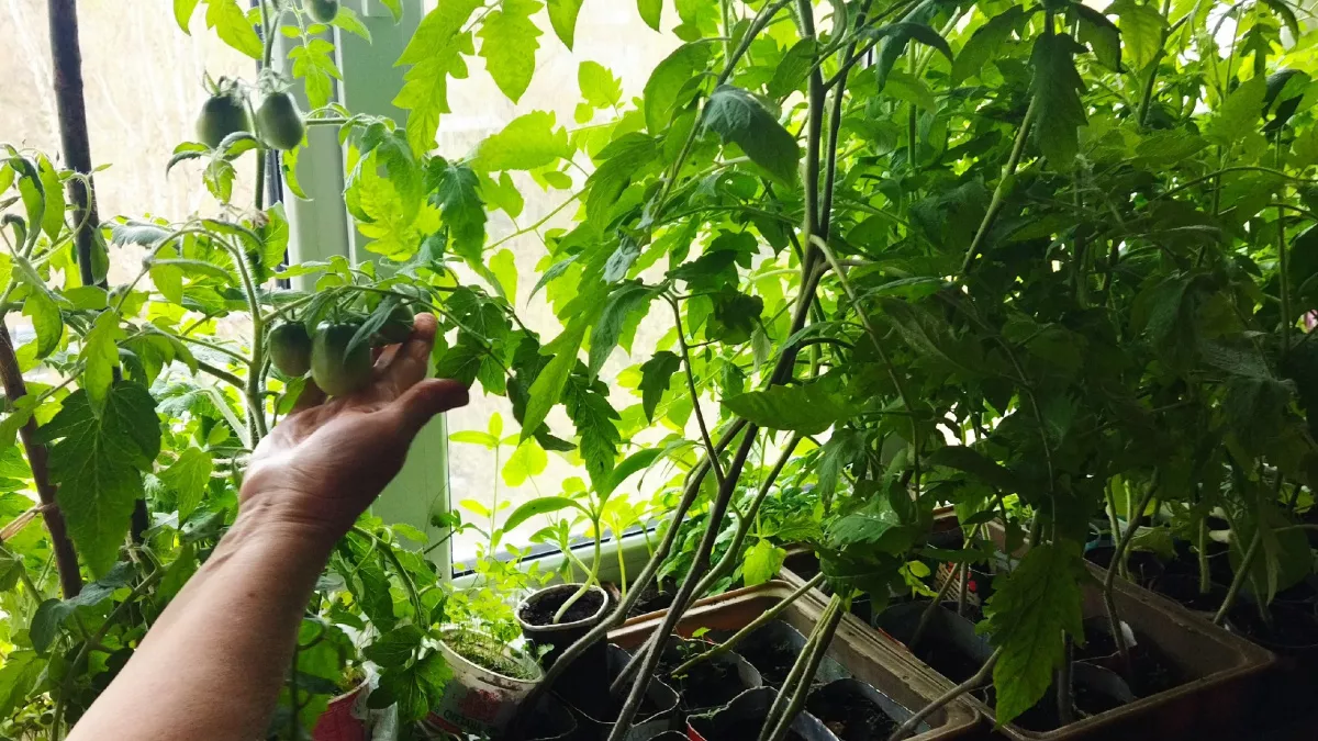 12 дико вкусных томатов: дачники охотятся за ними как за золотом - семена раскупают за часы