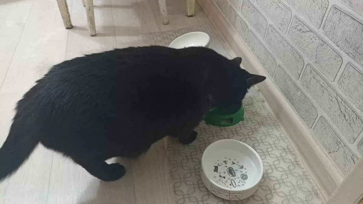 Влажные корма для кошек, рекомендуемые Роскачеством