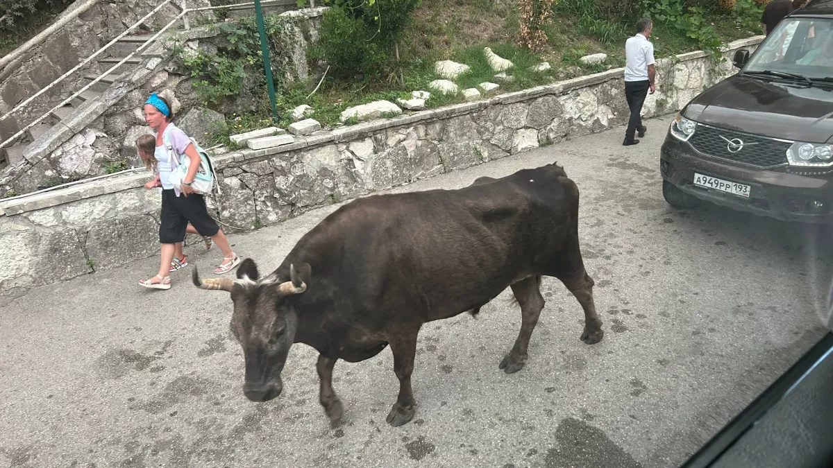 «Злые люди, змеи, грязь и невкусная еда»: туристы делятся своим разочарованием от визита в Абхазию – честный отзыв
