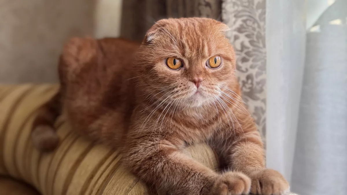 Кот мяукает без причины и ходит по дому? Это не каприз - а сигнал. Почему многие хозяева его игнорируют