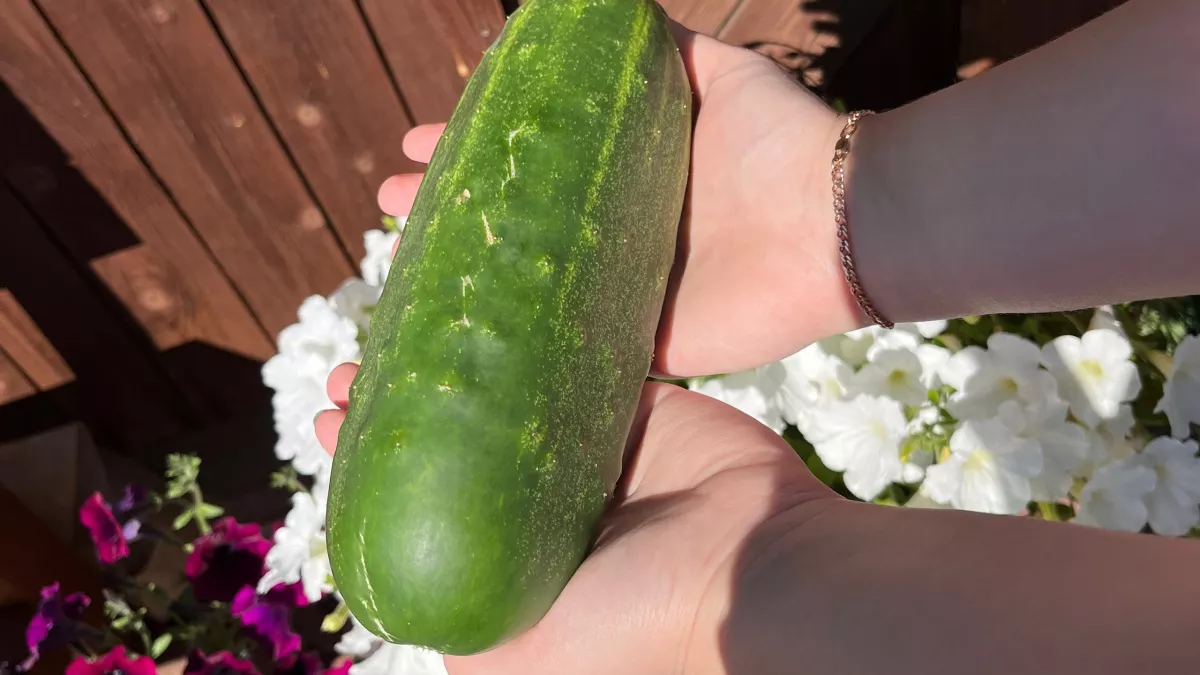 Два сорта огурцов, которые вывезли на себе весь урожай 2025 - посажу их в следующий садовый сезон